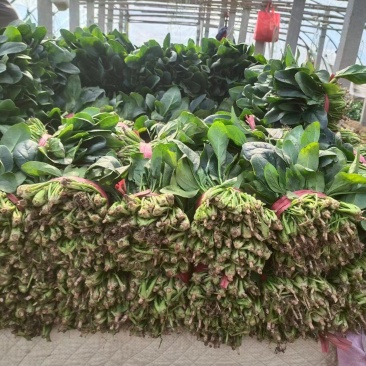 大叶菠菜大量有货现割现发产地直发有需要的老板欢迎联系