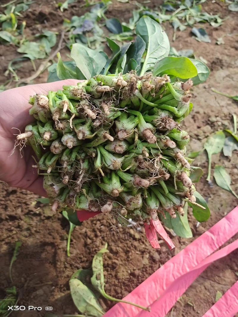 大叶菠菜大量有货现割现发产地直发有需要的老板欢迎联系
