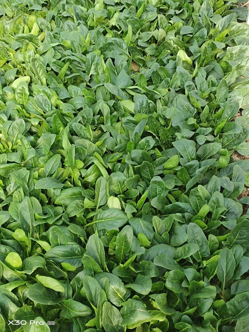 大叶菠菜大量有货现割现发产地直发有需要的老板欢迎联系