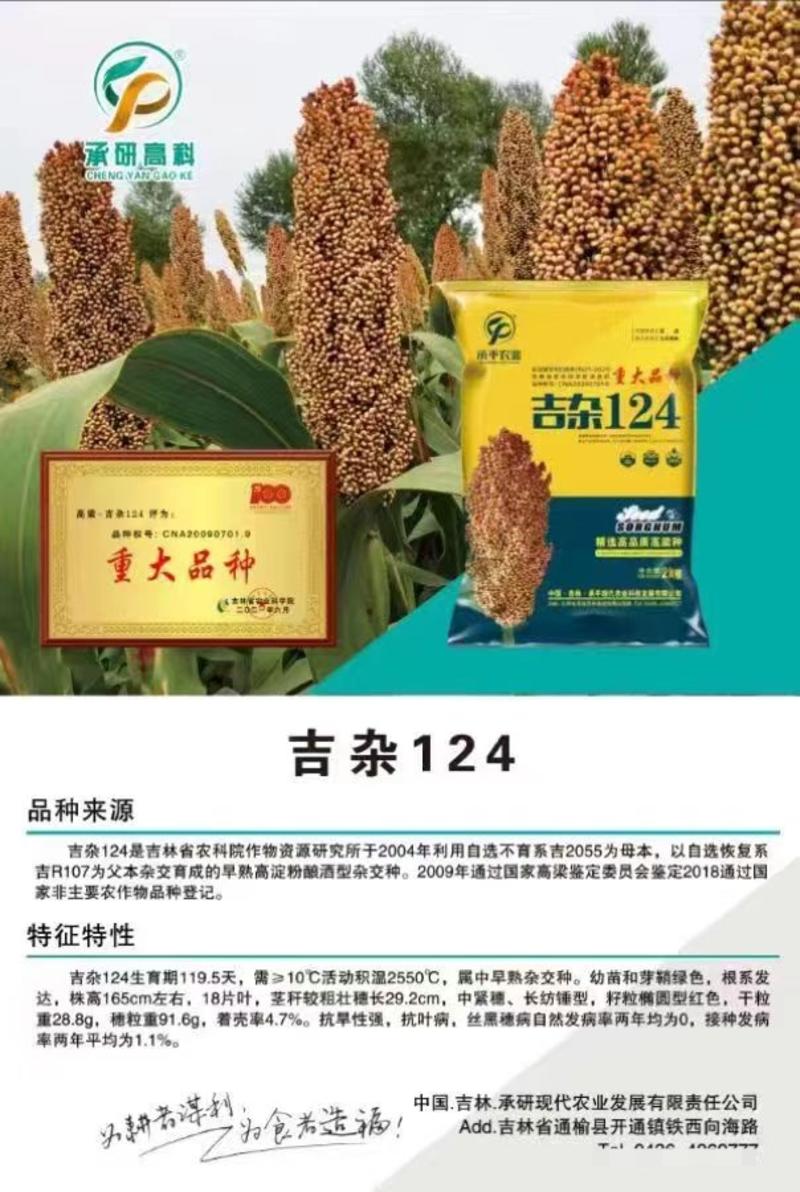 【预售】黑龙江高粱24年可定货种植基地规模大，实力强