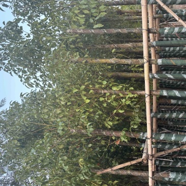 香樟5-10分存活率高，各种规格齐全，欢迎老板来咨询