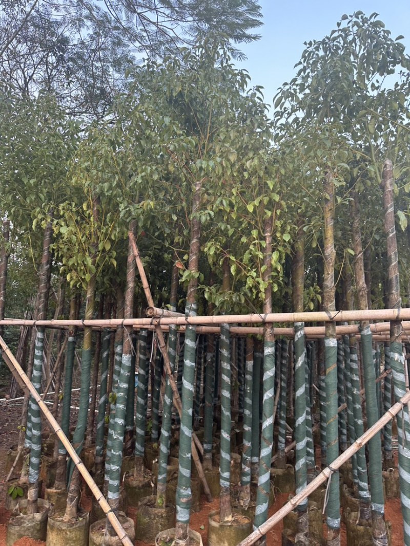 香樟5-10分存活率高，各种规格齐全，欢迎老板来咨询