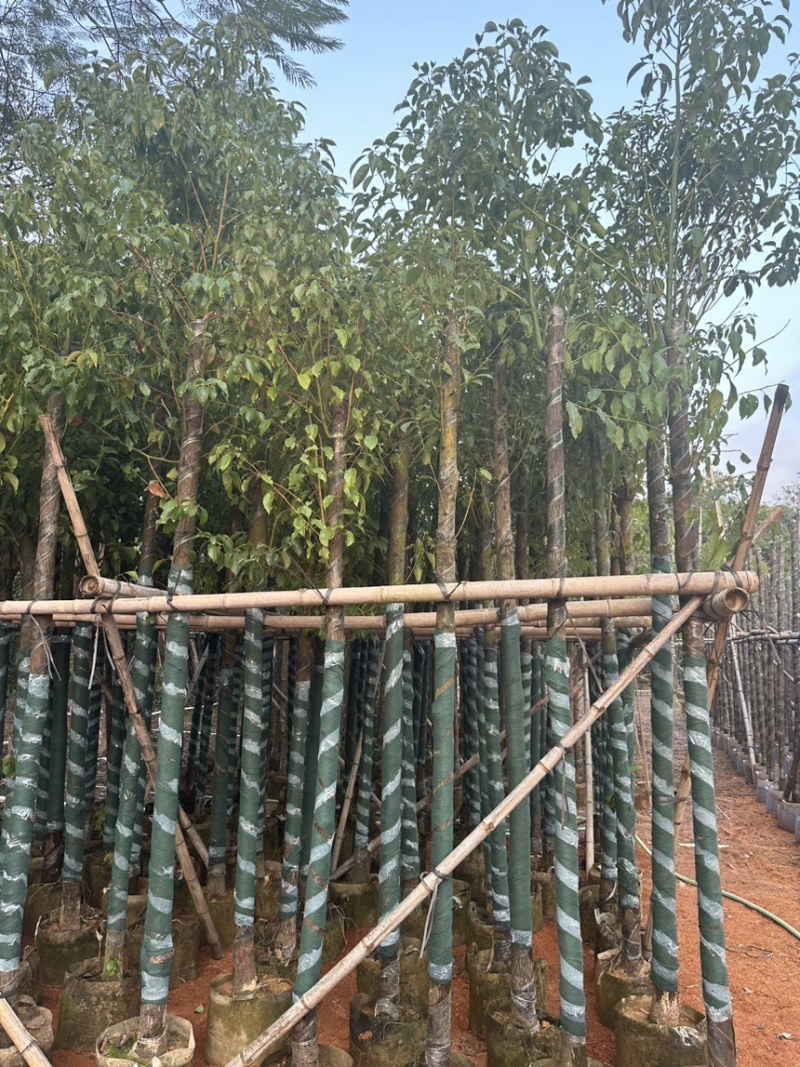 香樟5-10分存活率高，各种规格齐全，欢迎老板来咨询