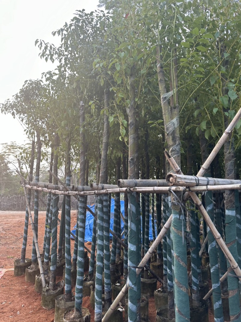 香樟5-10分存活率高，各种规格齐全，欢迎老板来咨询