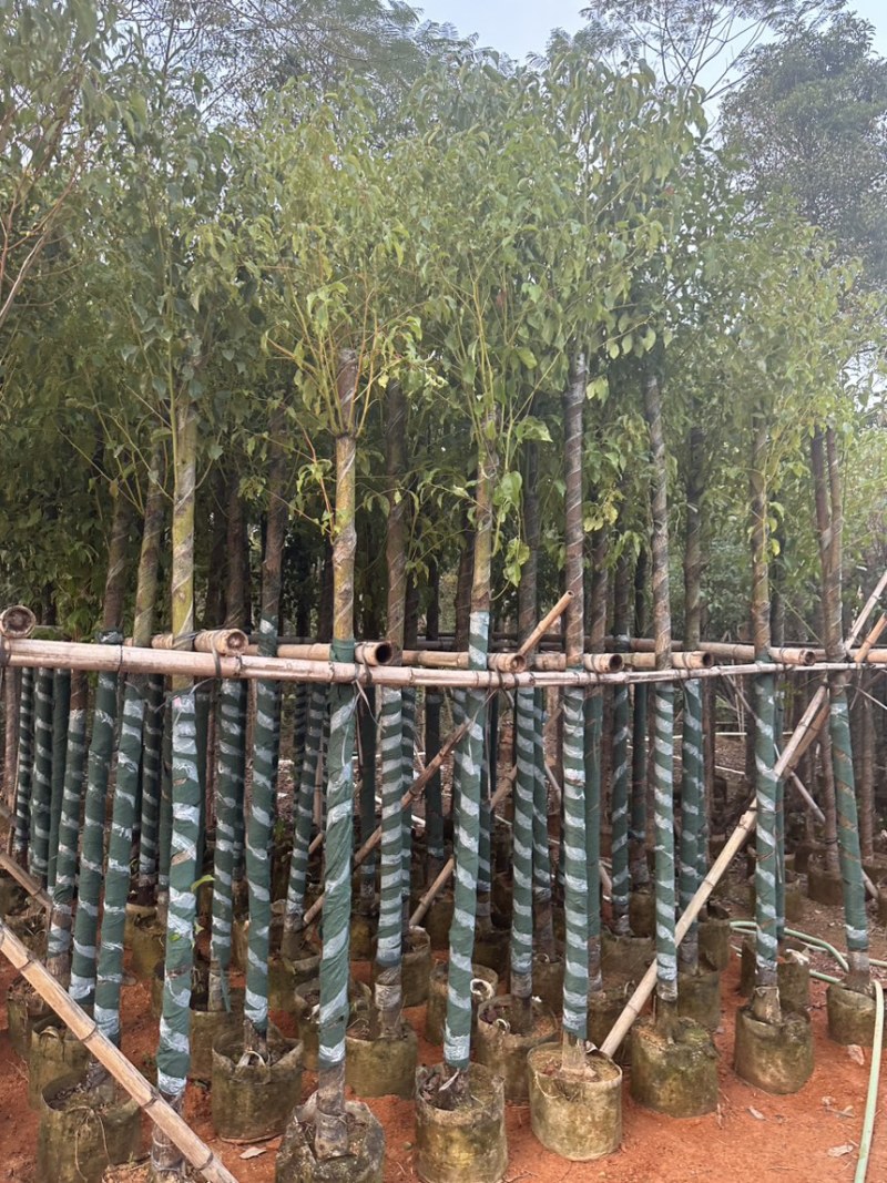 香樟5-10分存活率高，各种规格齐全，欢迎老板来咨询