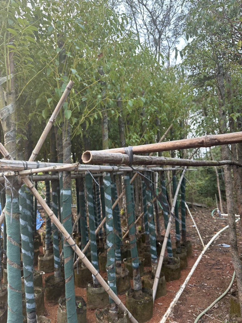 香樟5-10分存活率高，各种规格齐全，欢迎老板来咨询
