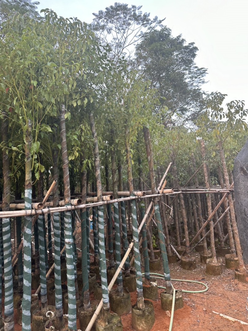 香樟5-10分存活率高，各种规格齐全，欢迎老板来咨询