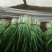 【荐】山东韭菜现割现发量大价优视频看货
