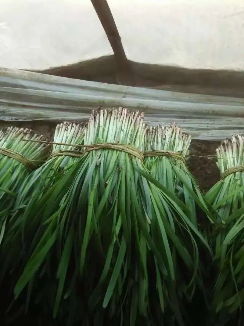 【荐】山东韭菜现割现发量大价优视频看货
