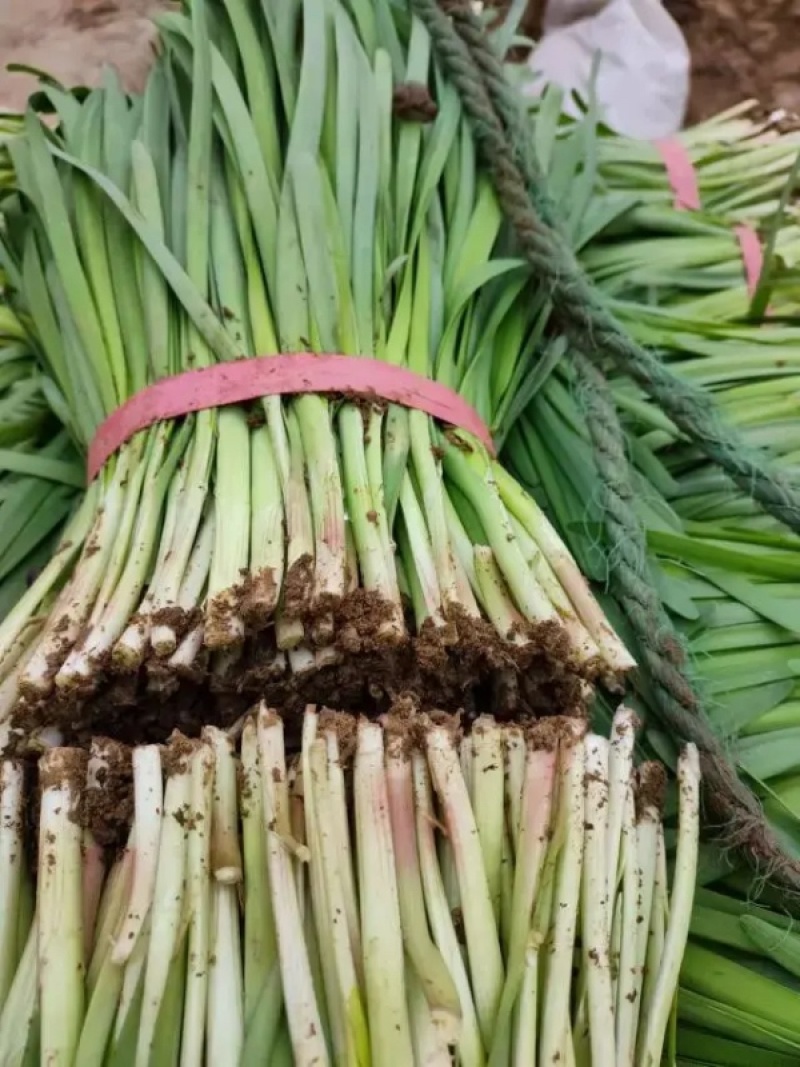 【荐】山东韭菜现割现发量大价优视频看货