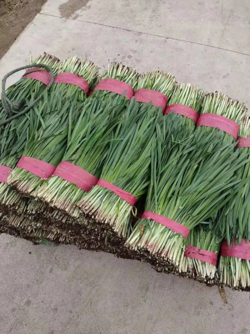 【荐】山东韭菜现割现发量大价优视频看货