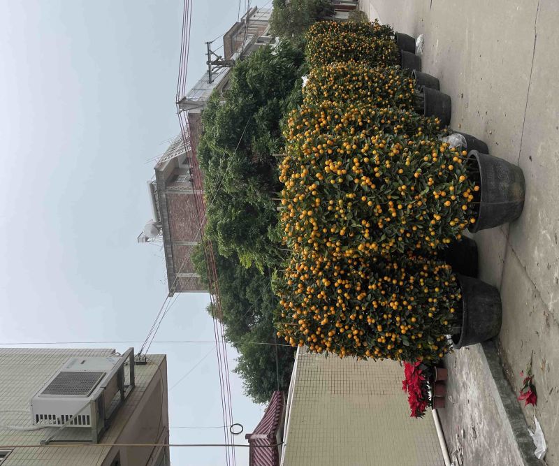 四季桔