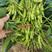 黄豆种子亩产700斤左右高产稳产，耐旱耐涝，熟后不炸荚