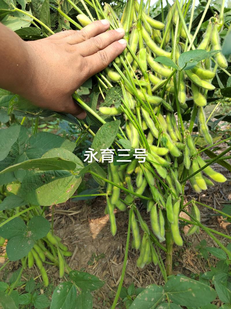大豆种子高产大豆基地大豆新品种亩产700斤左右永育三号