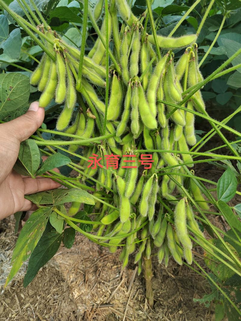 大豆种子高产大豆基地大豆新品种亩产700斤左右永育三号