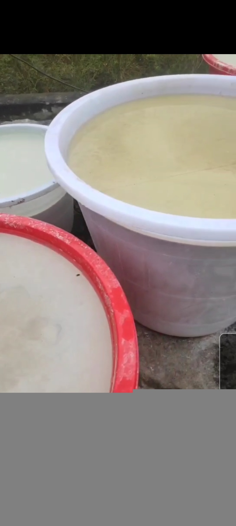 红薯粉