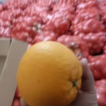 橙子，现货6万斤，0.85全部拉走，货在湖南