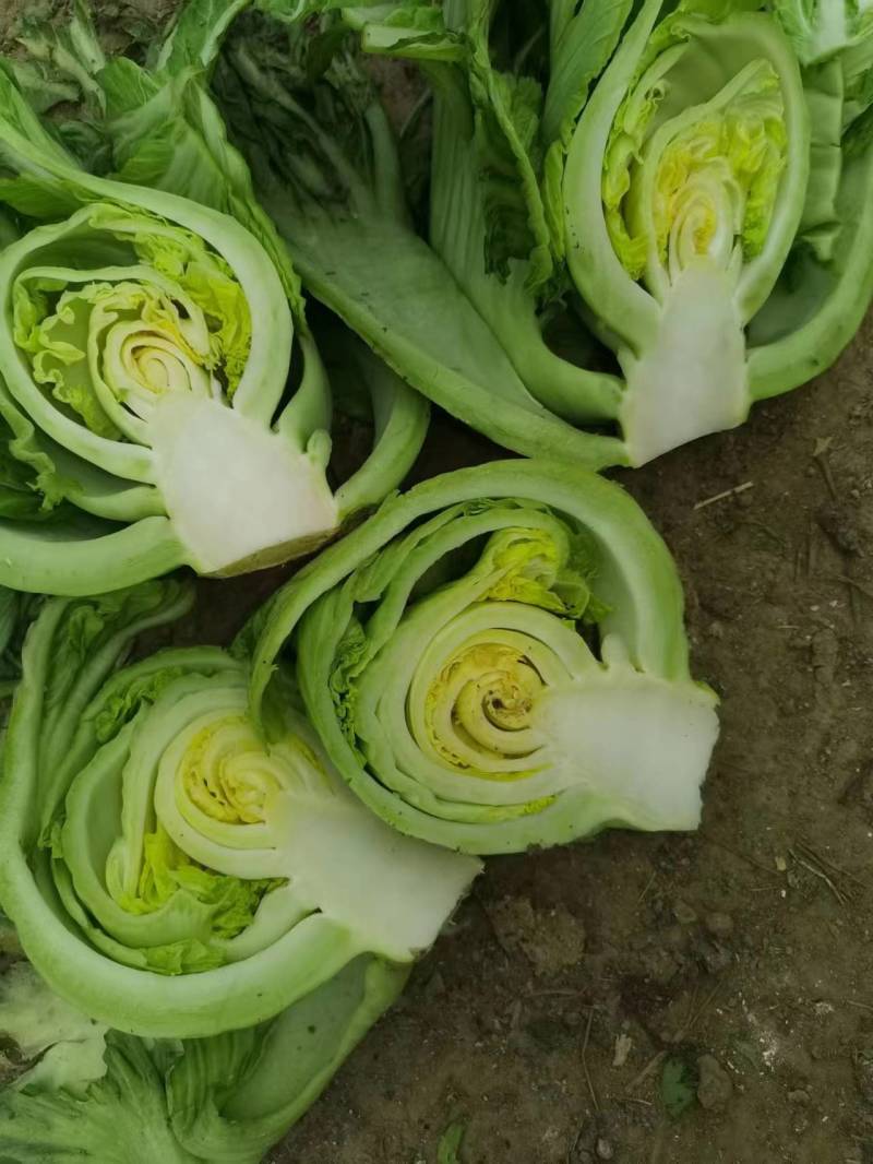 湖南包心芥菜.叶用芥菜.一手货源.质量保证.大量供应