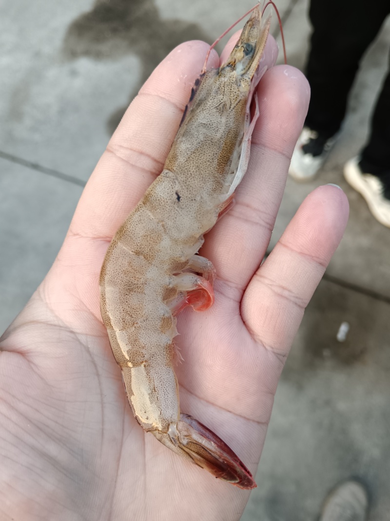 南美白对虾
