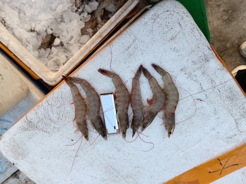 南美白对虾