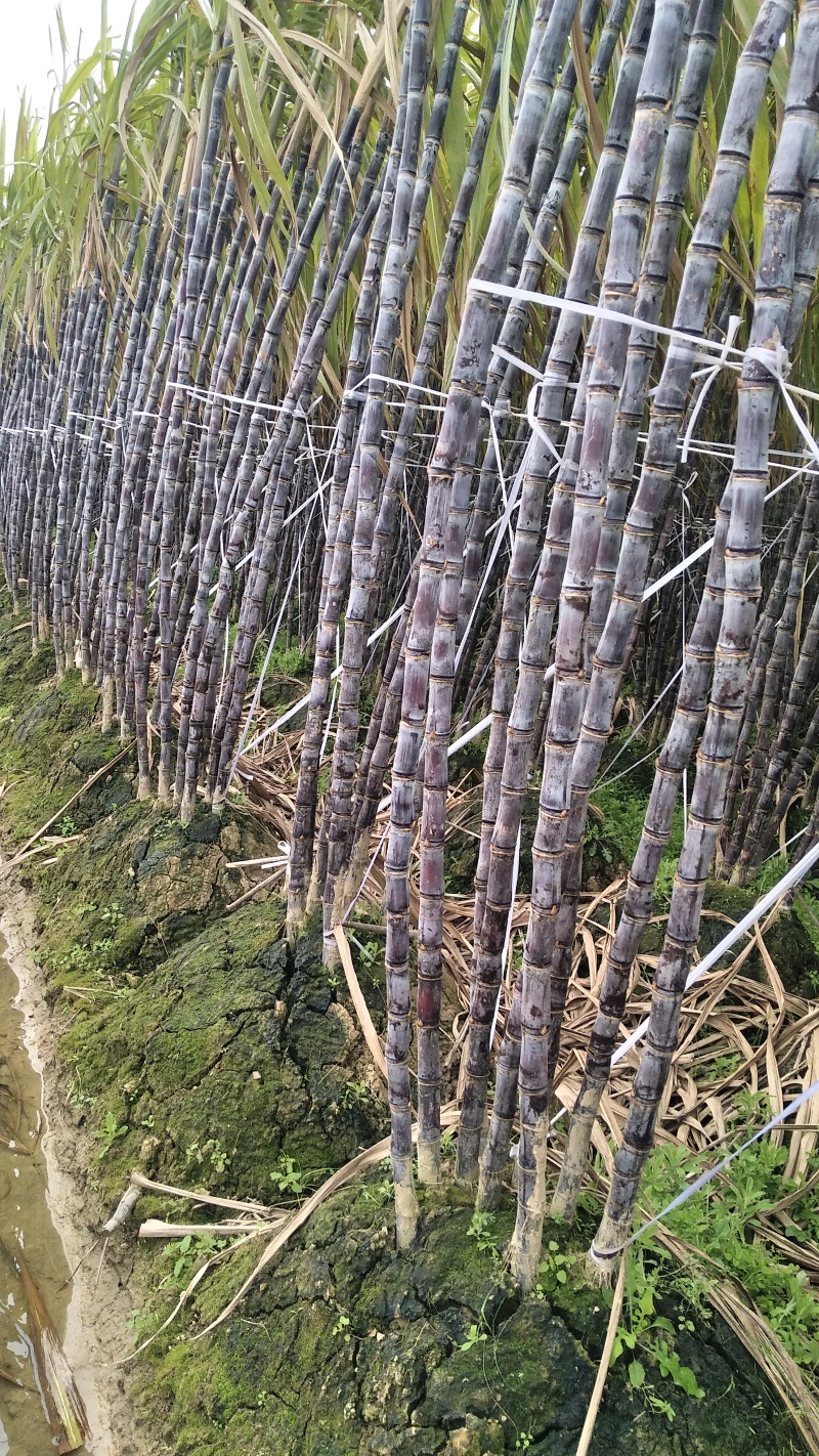 广西黑皮甘蔗