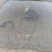梧桐湖鳜鱼/桂鱼/湖北鳜鱼/原生态养殖/全国鲜活发货