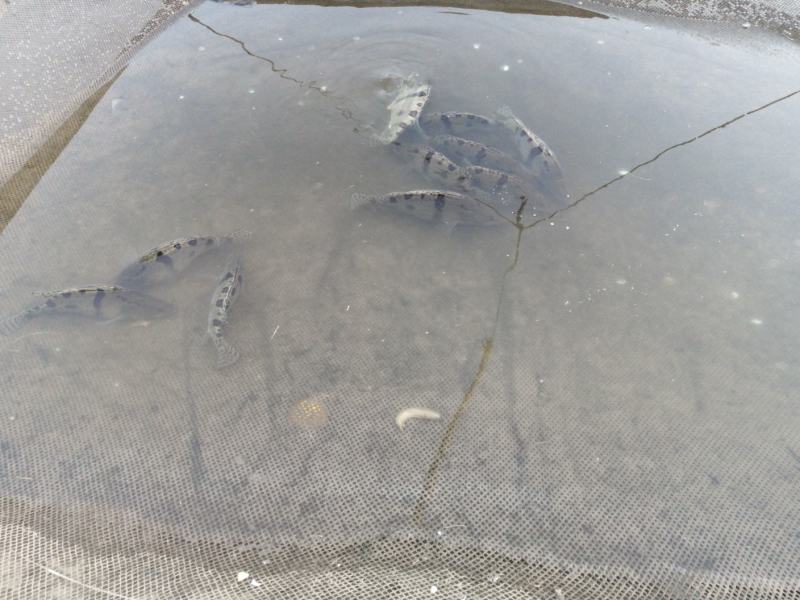 梧桐湖鳜鱼/桂鱼/湖北鳜鱼/原生态养殖/全国鲜活发货