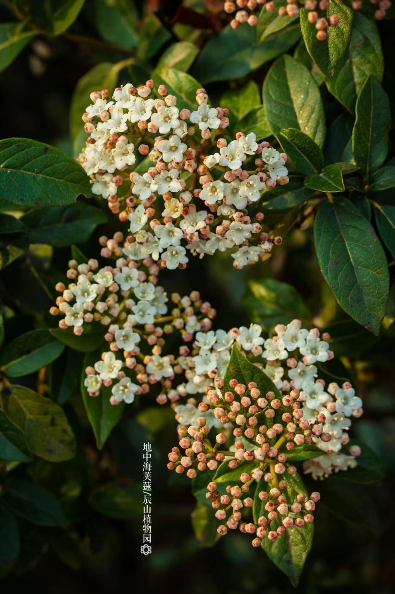 地中海荚蒾袋苗耐寒-25°用于绿化园林全国都可发