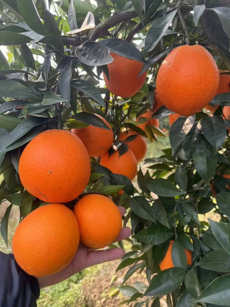 重庆奉节脐橙，圆红。长虹妞芬尔，72-1脐橙。