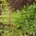 国家地理标志常年芹菜供货香芹玻璃翠诚信经营