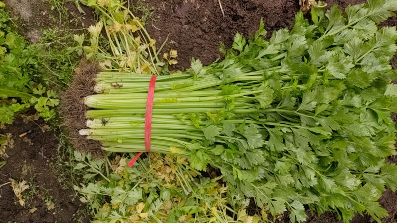 国家地理标志常年芹菜供货香芹玻璃翠诚信经营