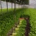 国家地理标志常年芹菜供货香芹玻璃翠诚信经营