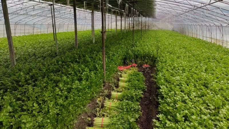 国家地理标志常年芹菜供货香芹玻璃翠诚信经营
