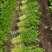 国家地理标志常年芹菜供货香芹玻璃翠诚信经营