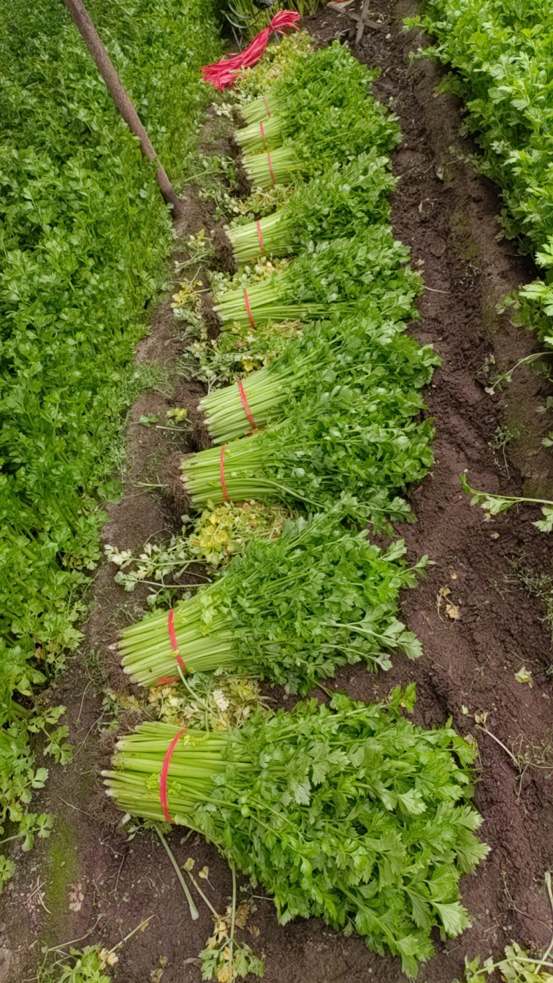 国家地理标志常年芹菜供货香芹玻璃翠诚信经营
