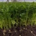 国家地理标志常年芹菜供货香芹玻璃翠诚信经营