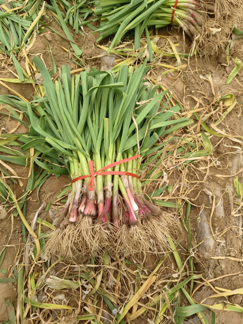红跟蒜苗大量供应，需要的客商联系我，全国代发