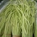 精品净芦蒿