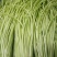 精品净芦蒿