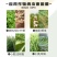 野田飞落70%噻虫嗪茶树棉花小麦茶小绿叶蝉蚜虫飞虱农用剂