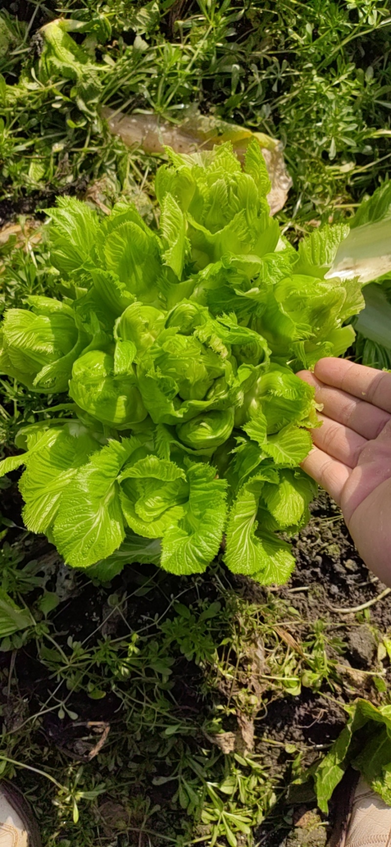 儿菜（大心小心儿菜基地直销）