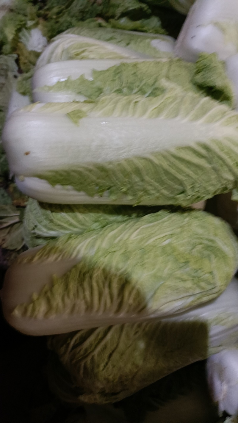 北京三号白菜