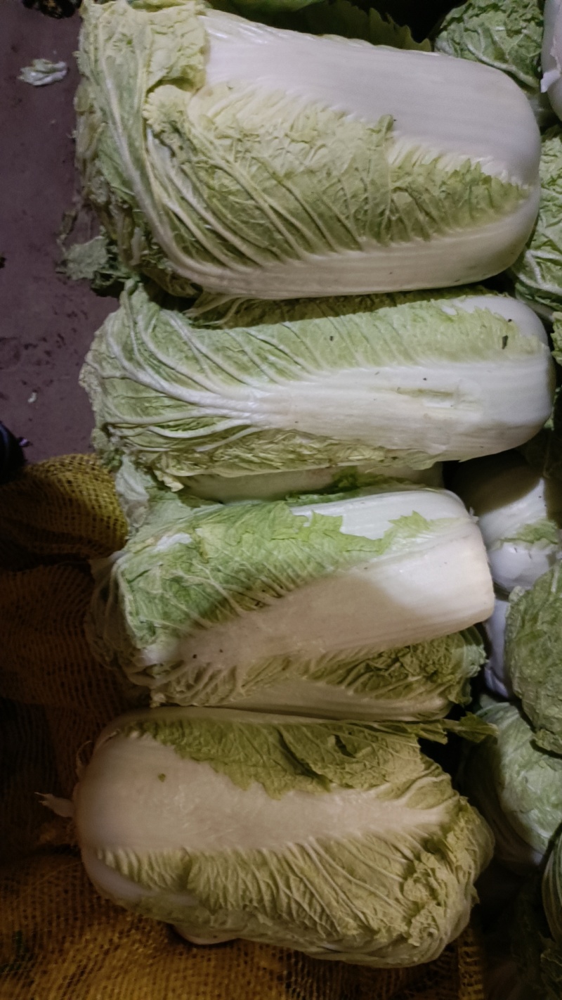 北京三号白菜