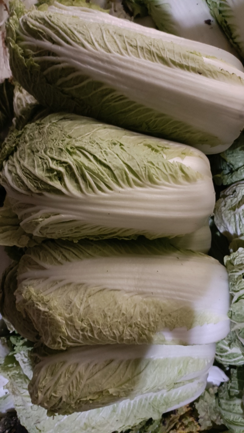北京三号白菜