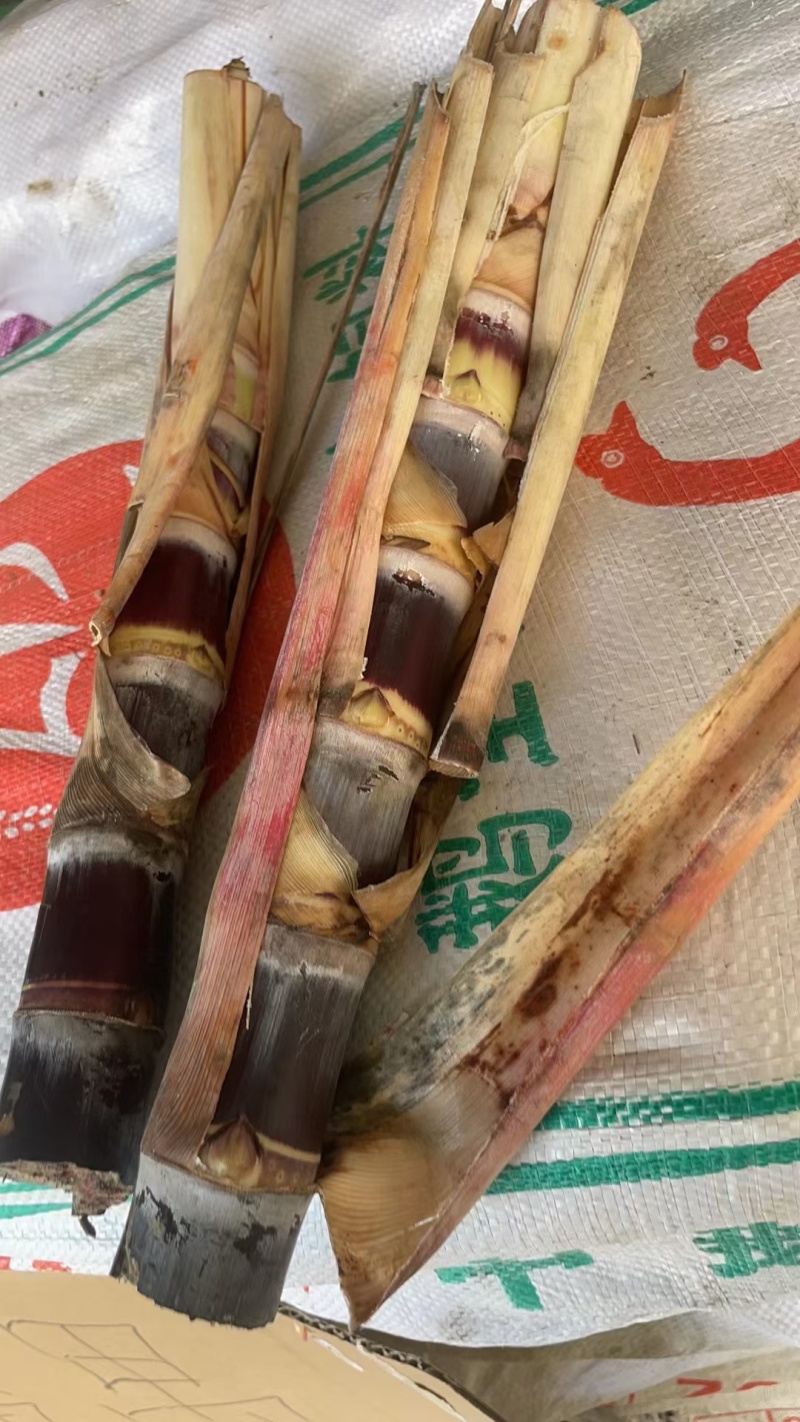 广西博白供应优质黑皮甘蔗种大灰种，大量供应，提供技术，。