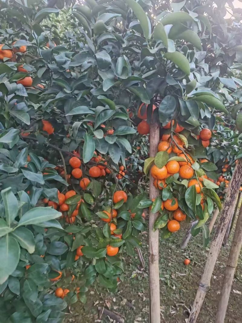 优质沙糖桔，品质好，专业代发各大市场，包售后
