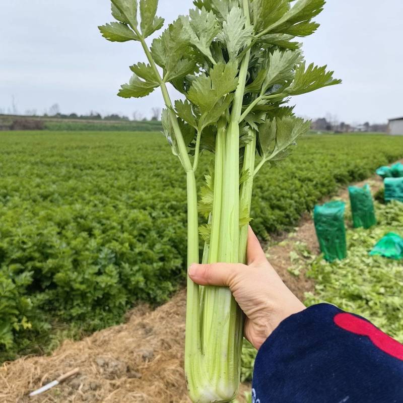 万亩西芹基地精品西芹大小车都接嫩气芹菜货源充足大中小颗