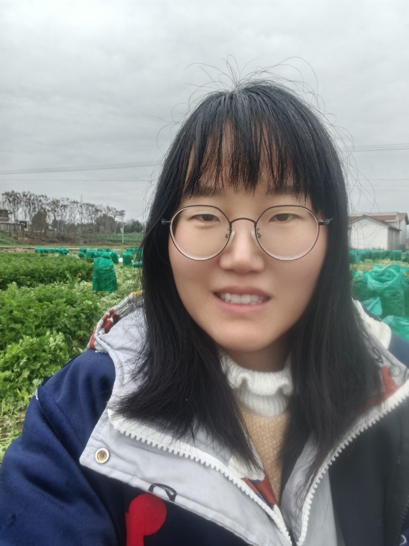 万亩西芹基地精品西芹大小车都接嫩气芹菜货源充足大中小颗