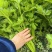 万亩西芹基地精品西芹大小车都接嫩气芹菜货源充足大中小颗