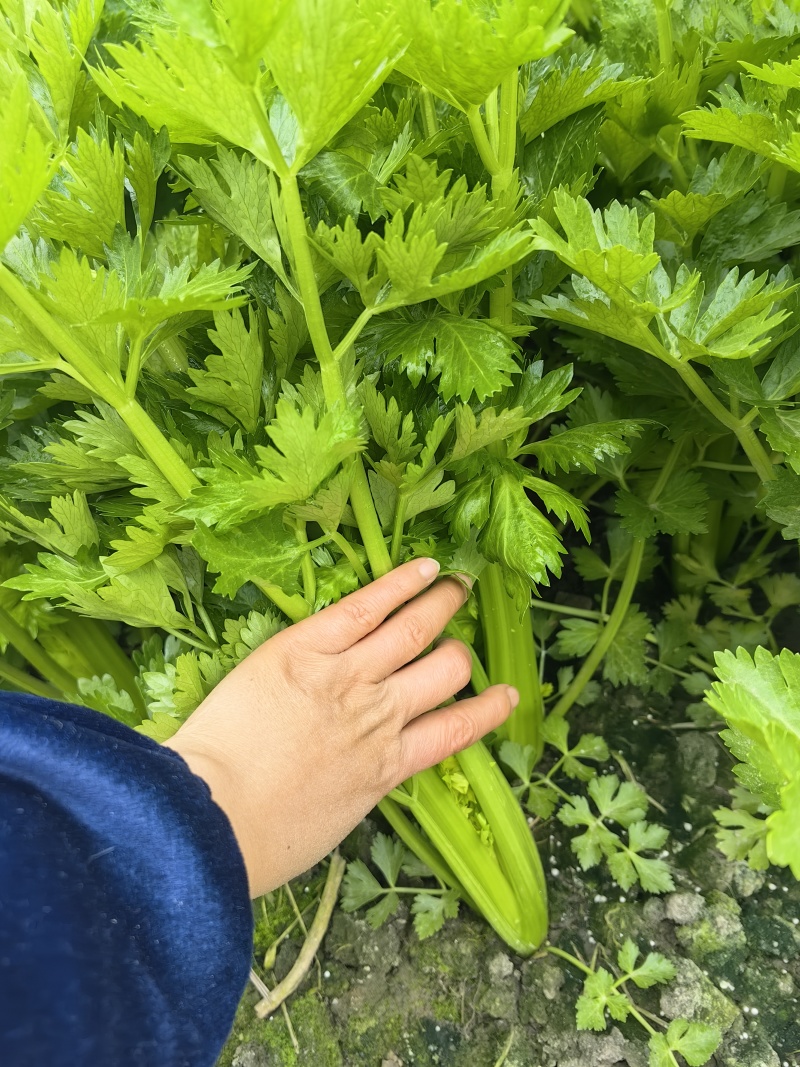万亩西芹基地精品西芹大小车都接嫩气芹菜货源充足大中小颗
